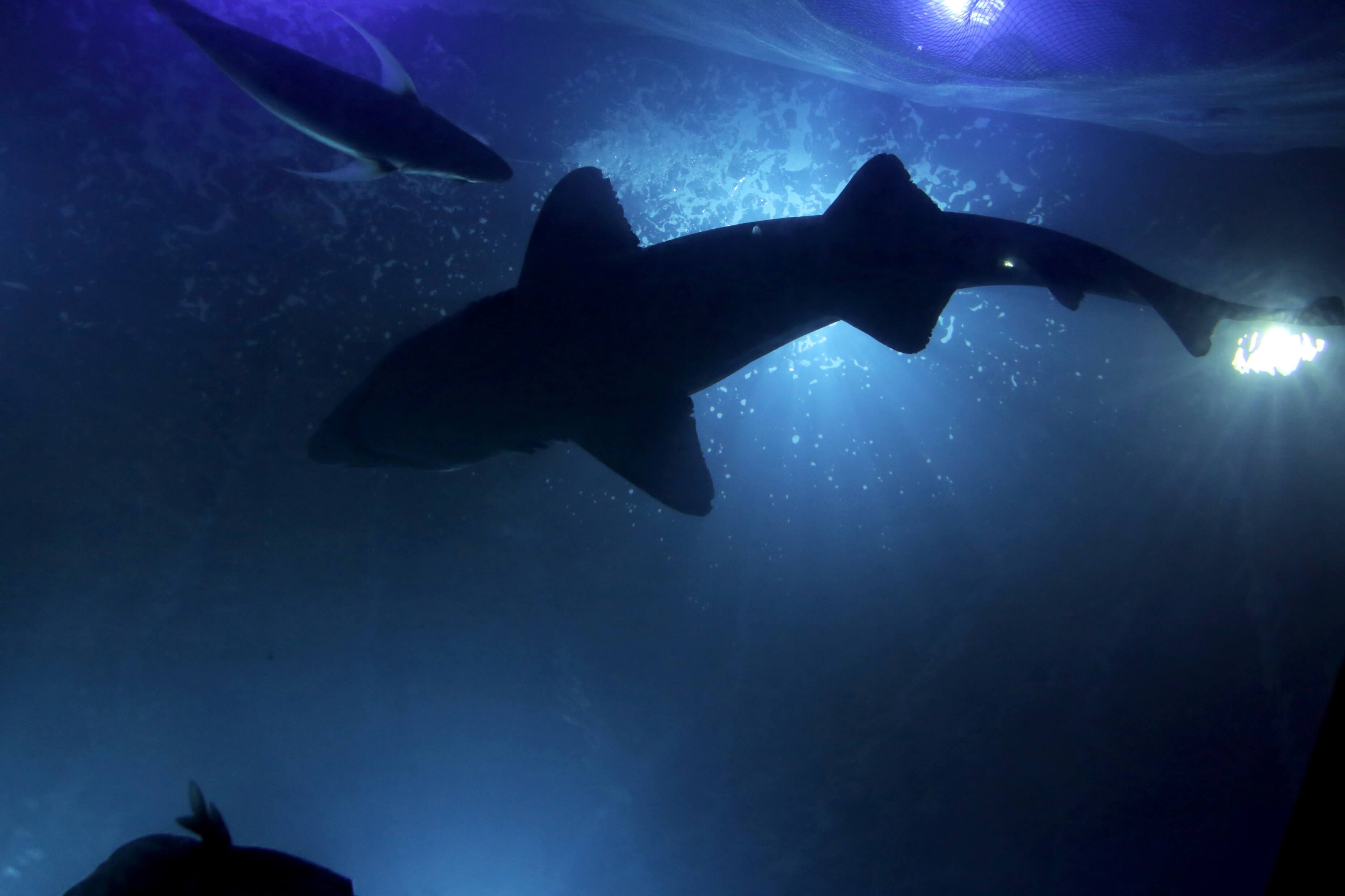 October Half term Activities At The National Marine Aquarium The october-half-term-activities-at-the-national-marine-aquarium-the